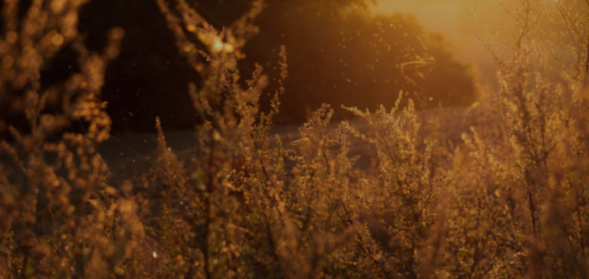 网页攻击器教程